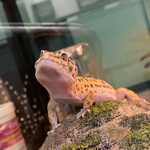 Meet your Posher, Louie